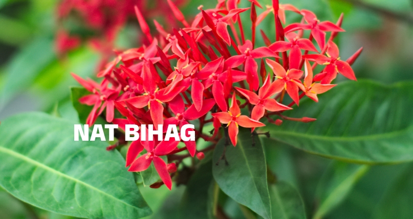 nat bihag
